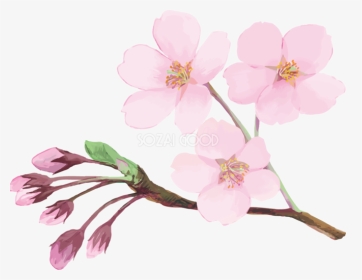 桜 フリーイラスト画像集めてみた Flower Hd Png Download Transparent Png Image Pngitem