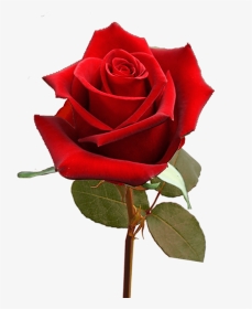 Single Valentine S Day Roses For Flower Sale Fundraiser - Floribunda, HD Png Download, Transparent PNG
