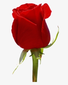 Red Roses For Valentine S Day Flowers Fundraiser - Floribunda, HD Png Download, Transparent PNG