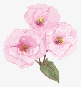Chinese Peony, HD Png Download, Transparent PNG