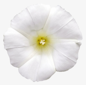 Beach Moonflower, HD Png Download, Transparent PNG