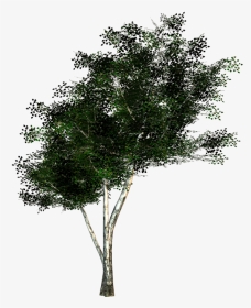 Tree Texture Png, Transparent Png, Transparent PNG