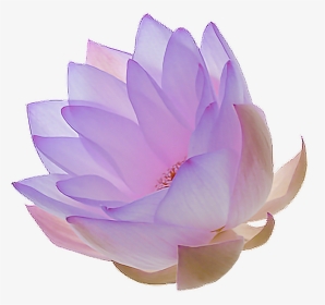 Transparent Purple Lotus Flower, HD Png Download, Transparent PNG