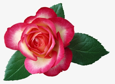 Large Rose Clipart, HD Png Download, Transparent PNG