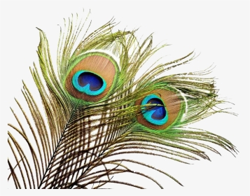 Feather Wedding Invitation Peafowl Bird - Peacock Feather Transparent Png, Png Download, Transparent PNG
