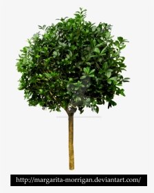 Small Trees Png - Fig Tree White Background, Transparent Png, Transparent PNG
