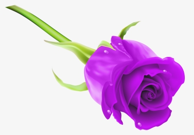 Roses Clipart Purple Rose - Purple Rose Background Png, Transparent Png, Transparent PNG
