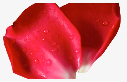 Red Flower Petals - Flower Pettels Png, Transparent Png, Transparent PNG