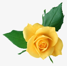 Yellow Rose Clipart Png Picture Freeuse Yellow Rose - Png Format Flower Transparent Background Png, Png Download, Transparent PNG