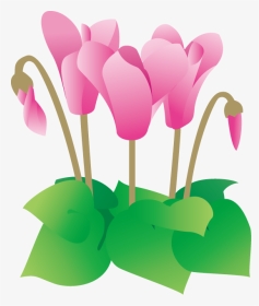 冬の花1 13 シクラメン 花の無料イラスト素材 イラストポップ - Cyclamen Illustration Png, Transparent Png, Transparent PNG
