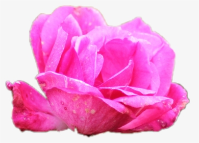 #flower #petals - Garden Roses, HD Png Download, Transparent PNG