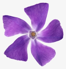 Purple Flower Petal Violet Lilac - Flor Roxa 5 Petalas, HD Png Download, Transparent PNG