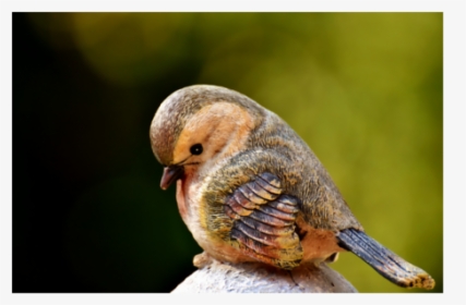 Rufous Hummingbird, HD Png Download, Transparent PNG