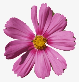 Flor Gif Con Movimiento, HD Png Download, Transparent PNG