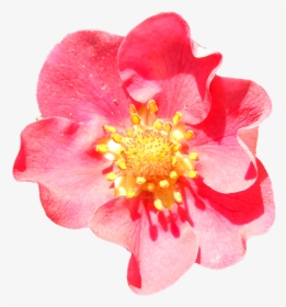 Pink Strawberry Png - Strawberry Flower Png, Transparent Png, Transparent PNG