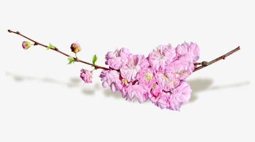 Cut Flowers Blog - Transparent Spring Flower Png, Png Download, Transparent PNG