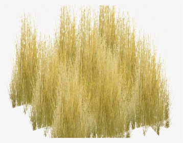Dry Grass Clipart Realistic Grass - Plant, HD Png Download, Transparent PNG