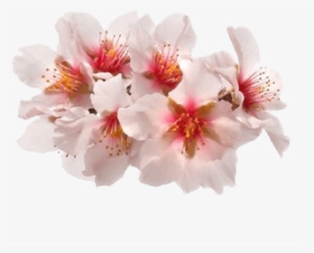 Sticker Transparent Flower - Spring Flower Stickers, HD Png Download, Transparent PNG