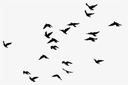 Birds Transparent Image - Birds Black And White Png, Png Download, Transparent PNG