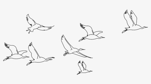 Birds Drawing Design - Sketch, HD Png Download, Transparent PNG