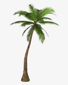Transparency Palm Trees Portable Network Graphics Clip - Palm Tree Png, Transparent Png, Transparent PNG