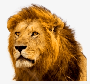 Angry Lion Pic 3d, HD Png Download, Transparent PNG