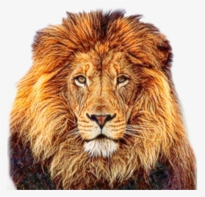 Tube Lion - Wildlife Heritage Foundation, HD Png Download, Transparent PNG