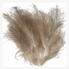 Cdc Feathers, HD Png Download, Transparent PNG