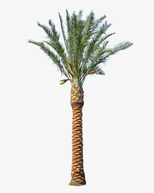 Date Palm Tree Transparent Clipart , Png Download - Elevation Palm Tree Png, Png Download, Transparent PNG