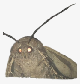 #mothmeme Made A Template For This New Moth Meme So - Moth Meme Transparent Background, HD Png Download, Transparent PNG