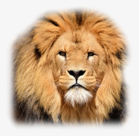 A5261431 - Poetry Of Lion, HD Png Download, Transparent PNG