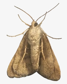 #moth #moths #amethystle #freetoedit - Hofmannophila Pseudospretella, HD Png Download, Transparent PNG