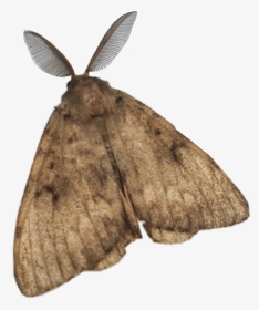 #papillon #butterfly #animal #nature #freetoedit - Moth, HD Png Download, Transparent PNG