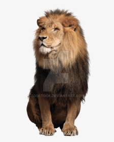 Sitting Lion Png Free Download - Lion Sitting Down Front View, Transparent Png, Transparent PNG