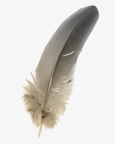 Feathers Png Download - Owl Feather Png, Transparent Png, Transparent PNG