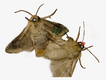 #moth #moths #freetoedit, HD Png Download, Transparent PNG