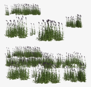 Wetland Grass For Photoshop, HD Png Download, Transparent PNG