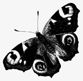 Peacock Butterfly Black And White, HD Png Download, Transparent PNG