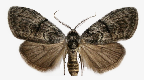 #moth #sticker #freetoedit - Female Moth Antennae, HD Png Download, Transparent PNG