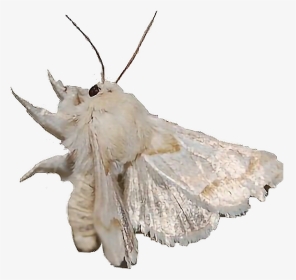 #moth #dirtcore #freetoedit - Mothman, HD Png Download, Transparent PNG