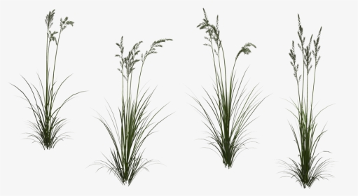 Transparent Tall Grass Texture, HD Png Download, Transparent PNG