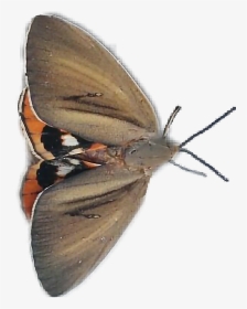 #insect #insectes #insecto #bicho #bichos #mariposa - Net-winged Insects, HD Png Download, Transparent PNG