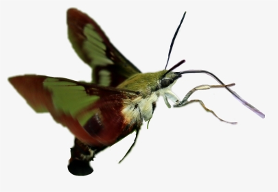 #hummingbird Moth - Callophrys, HD Png Download, Transparent PNG