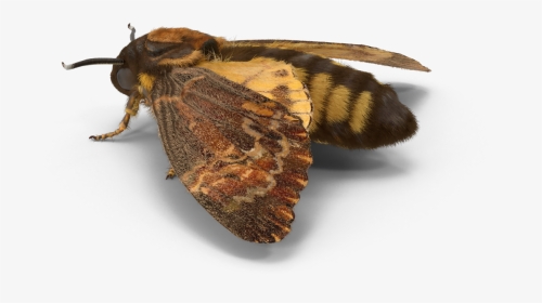 #moth #insect #freetoedit - Fiery Skipper, HD Png Download, Transparent PNG