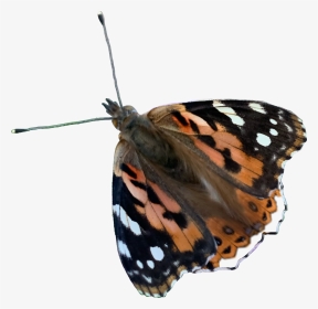 #butterfly #butterflywings #freetoedit - Vanessa Cardui, HD Png Download, Transparent PNG