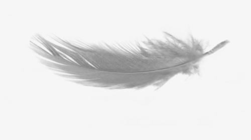 Transparent Background Down Feather Png, Png Download, Transparent PNG