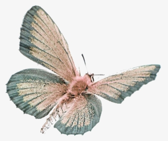 #butterfly #moth #moodboard #png #filler #aesthetic - Cyaniris, Transparent Png, Transparent PNG