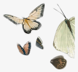 #batterfly #clipart #by Naisucat - Aporia, HD Png Download, Transparent PNG