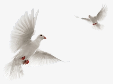 #stickers #bird #dove #white - Columbidae, HD Png Download, Transparent PNG