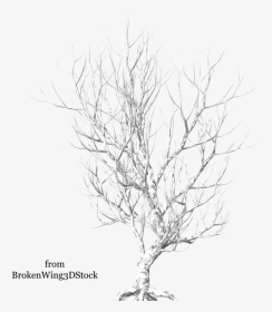 Winter By Brokenwing Dstock - Broken Tree Png Hd, Transparent Png, Transparent PNG